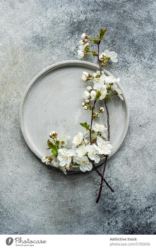 Elegant cherry blossom decor on minimalist table setting ceramic plate textured background grey stylish theme elegance branch delicate adornment simple spring