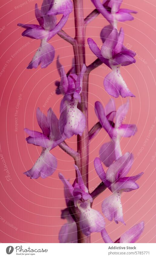 Close-up of Fragrant Orchid or Gymnadenia conopsea on Pink Background orchid fragrant orchid gymnadenia conopsea flower bloom purple close-up flora plant nature