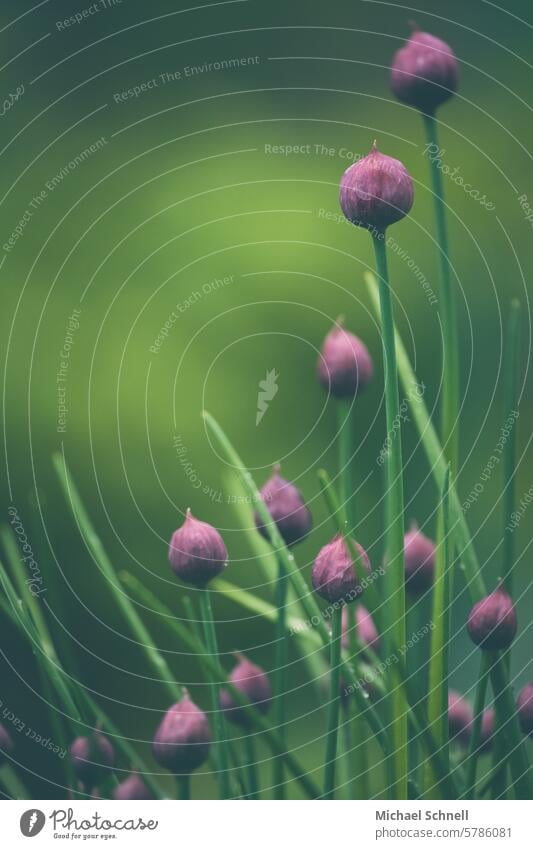 Chives with (still) closed flowers chive blossom Nature Blossom Plant Herbs and spices Violet Green Agricultural crop Shallow depth of field Close-up naturally