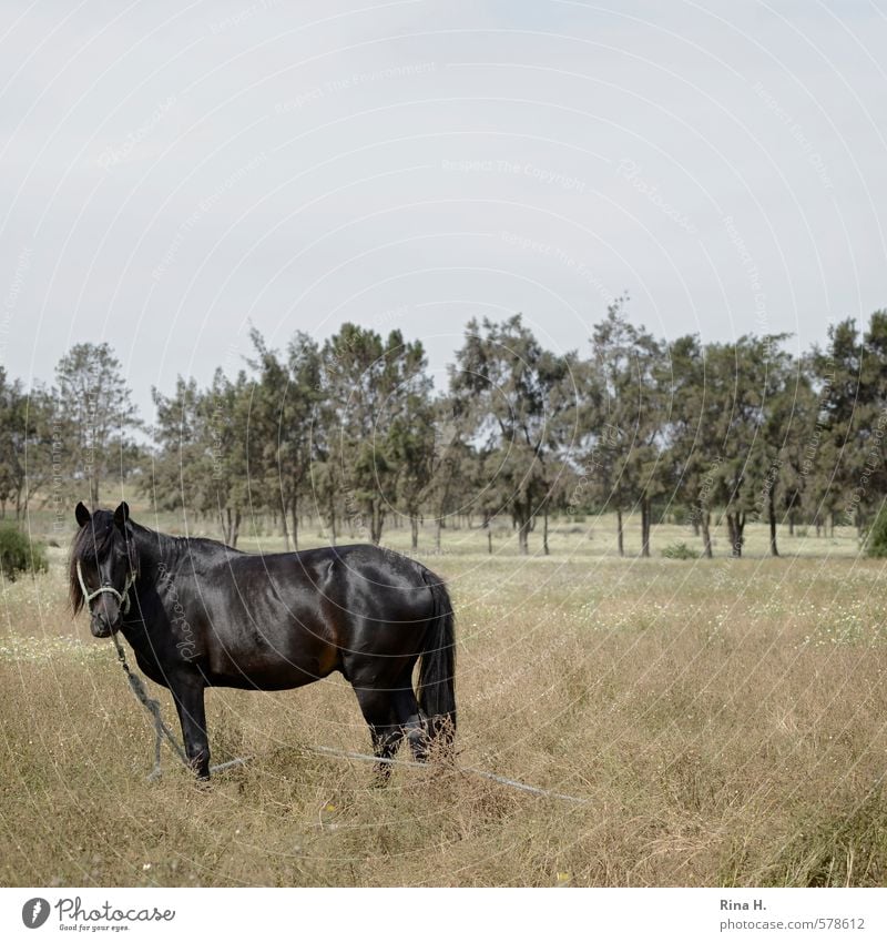 leash Nature Landscape Tree Meadow Animal Horse 1 Observe To feed Stand Natural Curiosity Compassion Square Rope Bind fast Halter Mane Black horse