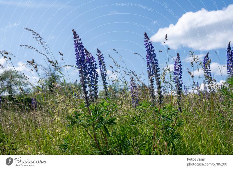 Flowers and tall grass in a green meadow with blue sky hike flowers purple Germany panorama background rhoen Blue vacation trip lupins valley view copy space