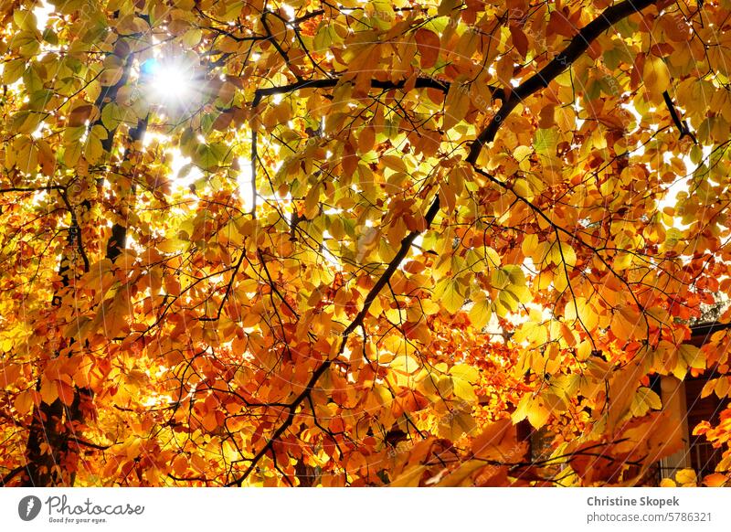 The sun illuminates an autumnal forest of leaves Sun Forest Autumn Deciduous forest Sunbeam Orange Red Tree trees