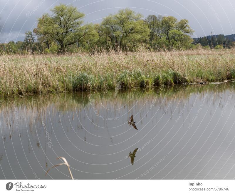 Swallow flies over water swallow Body of water Spring swallow flight Nature Bavaria Mirror image grasses trees graze Water reed tranquillity Landscape