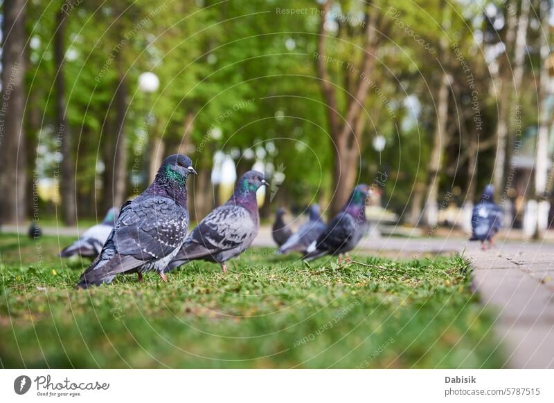 Pigeons Standing on Green Field in Park pigeons flock green field birds park standing grass nature wildlife outdoors group flocking feathers landscape