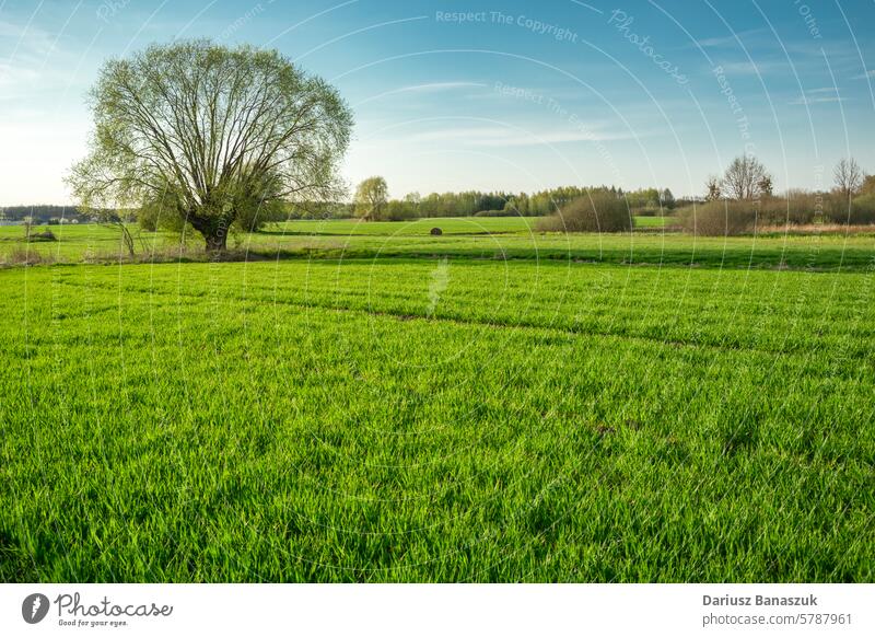 Willow and green field tree spring rural nature meadow landscape grass springtime outdoor plant season no people willow sunlight sky sunny countryside scenery