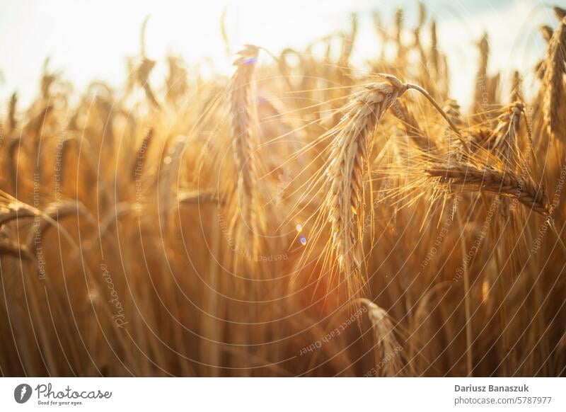 Close-up of ripe ears of grain in the sunlight wheat closeup gold nature yellow agriculture growth farm summer bread background plant season harvest seed cereal