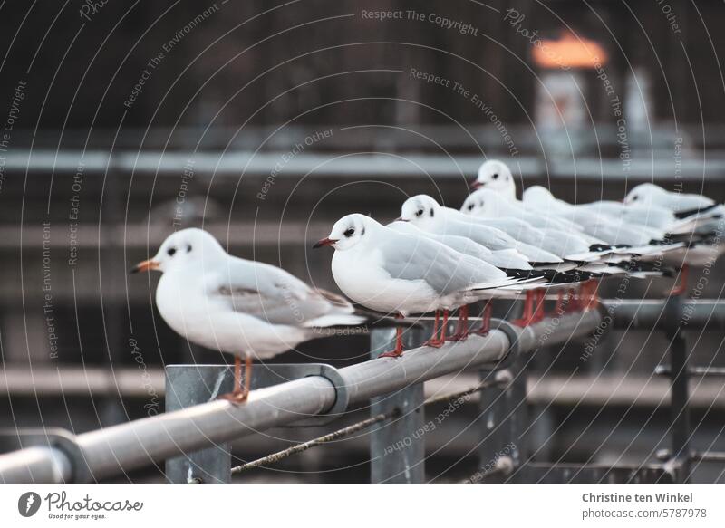 Seagull meeting place on a railing gulls birds group Sociable conversation Several seagulls in common Seagull Group Bird animals Seagulls in the city