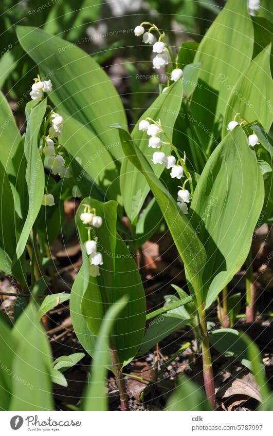 beguilingly fragrant white bells in May, so-called lilies of the valley. Flower flowers Lily of the valley Spring White Plant Nature Blossom Bouquet Fragrant