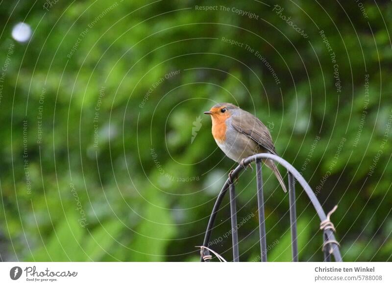Whistling, twittering, chirping | sound painting Robin redbreast garden bird Wild bird Erithacus rubecula animal portrait 1 Wild animal Bird Animal portrait