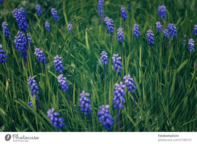 Grape hyacinths flowers Blue spring flowers Spring Spring flowering plant Hyacinths garden flowers