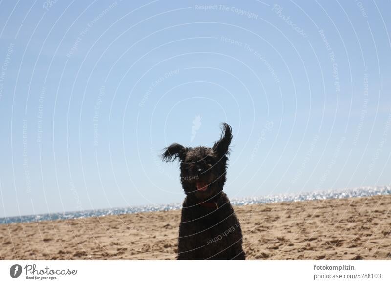Dog with flying ears on the beach Beach Funny Ocean wittily Sand Sky Beach life Puppydog eyes fun Summer Animal