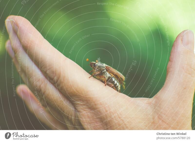 I have found a cockchafer May bug Hand Love of animals Animal portrait Wild animal 1 animal Insect Crawl Beetle melolontha Thumb Brown Green Nature Spring