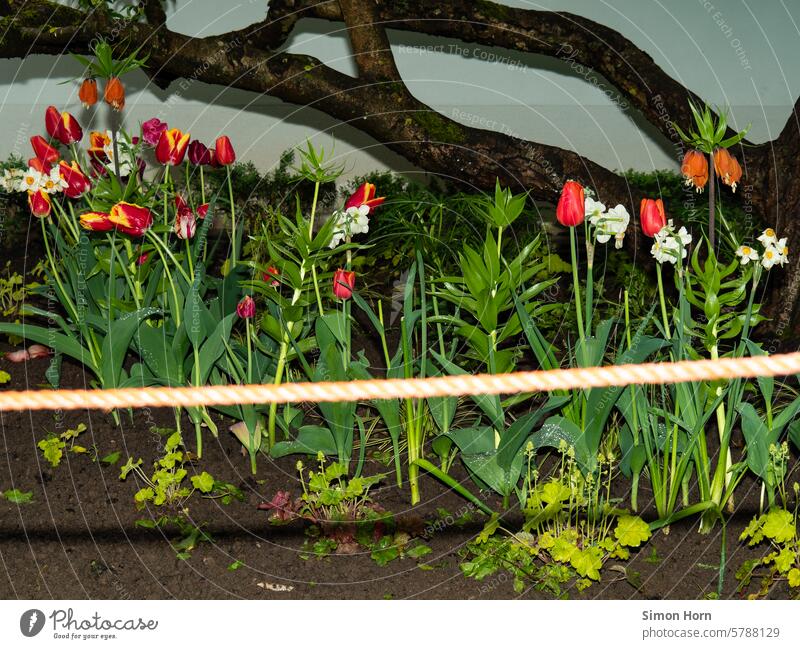 Row of blooming flowers behind a barrier rope cordon safeguarded Protection Barrier nature conservation Environmental protection Beauty & Beauty preserve