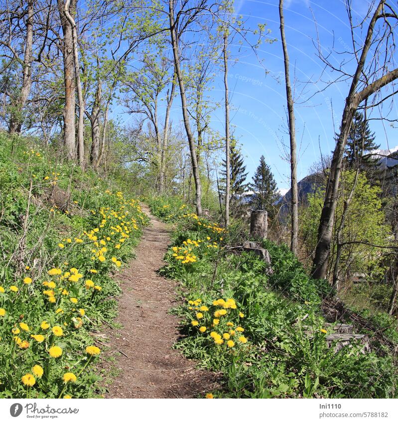 Dandelion in bloom by the wayside Nature Beautiful weather Spring Landscape Hiking hiking trail narrow path uphill plants trees flowering dandelion out