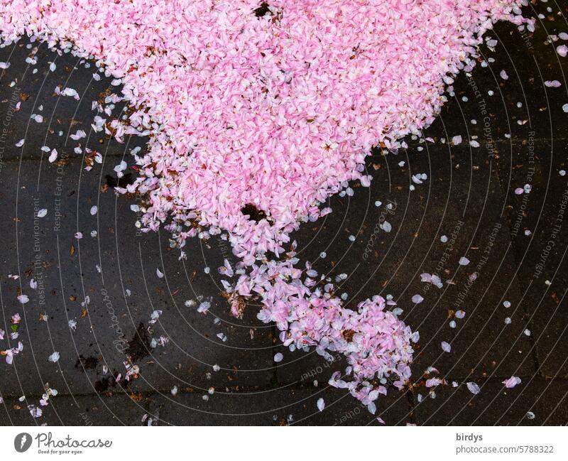 Cherry blossom petals on asphalt Pink Asphalt heyday Spring shape Triangle bikini line Blossom leave pretty Faded Bird's-eye view gray-pink