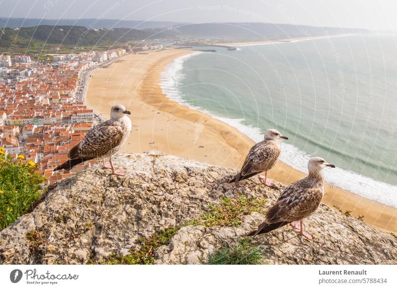 Aerial view of  Nazaré town observed by yellow-legged gulls in Portugal Nazare atlantic beach birds city coast destination holiday journey landscape nature