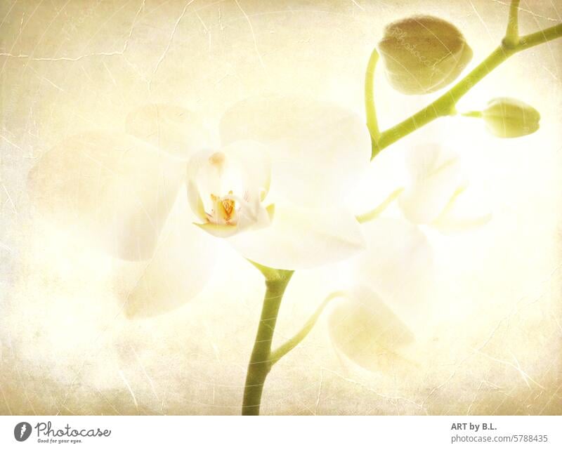 I dreamed of you (Orchid ) Flower flowering twig orchid branch floral Dreamily texture Image editing background Wallpaper bud Ochid bud White Bright kind