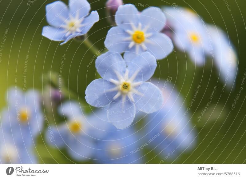 Forget-me-not photo day, the most beautiful always at the front Flower little flowers floral light blue Yellow purple Purple background Delicate Fine Noble