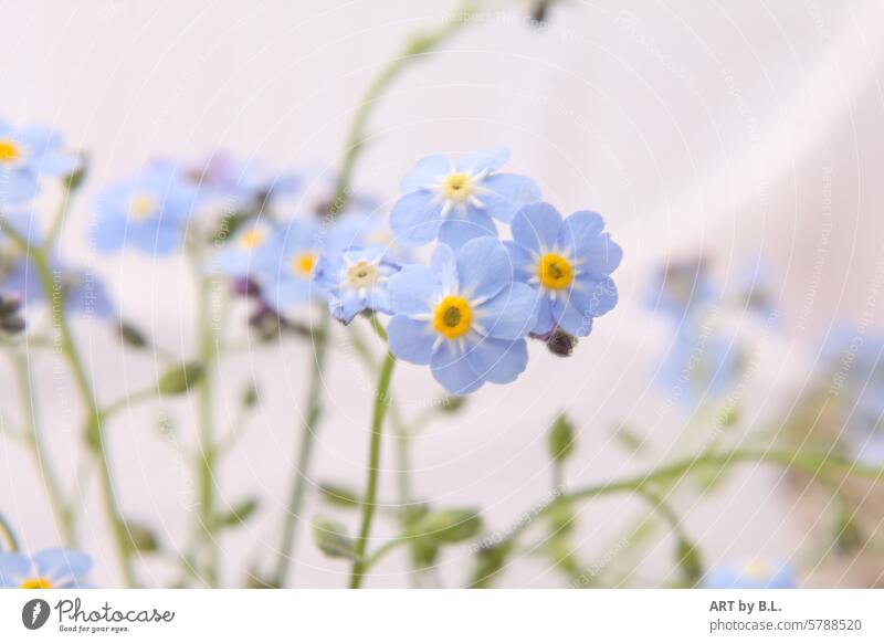 The meeting, forget-me-not photo day Flower little flowers floral light blue Yellow purple Delicate Fine Noble Nature Wonder miracle nature Garden flowery