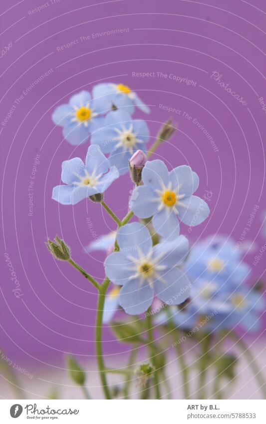 Forget-me-not photo day Flower little flowers verissmeinnicht floral light blue Yellow purple Purple background Delicate Fine Noble Nature Wonder miracle nature