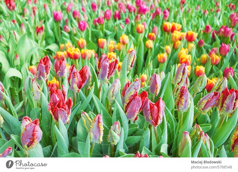 Field of tulips, natural colorful background, selective focus. field flower plant beautiful nature blossom many wallpaper floral bloom garden spring background