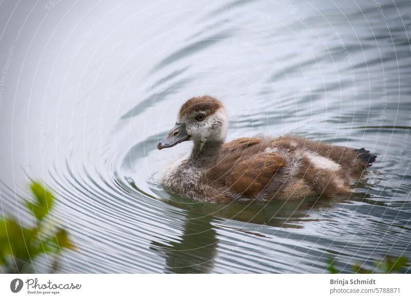 The chick of a Nile goose swims happily alone in the water Love duckling Babies small child adorable Baby closeup youngster portrait feathers jump isolated