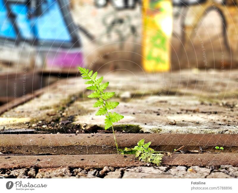 Young, fresh greenery makes its way through a lost place. The small fern fights its way through. But it is not the only splash of color. The wall in the background is colorfully painted with street art.