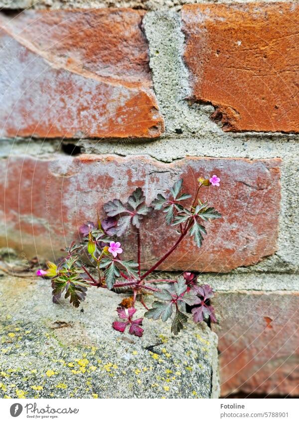 A stork's beak grows out of a wall. The small pink flowers form little splashes of color on the brown brick wall. Stork's beak plants storchenschnabel Flower