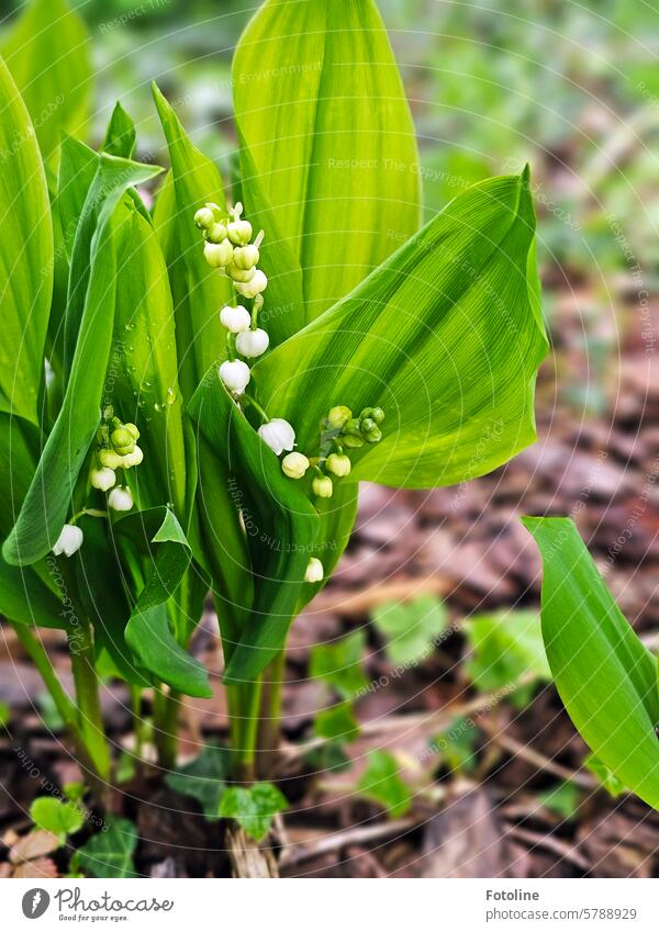 And a few lilies of the valley from my garden, just in time for May 1st. Lily of the valley Flower Spring Plant White Green Colour photo Nature Blossom
