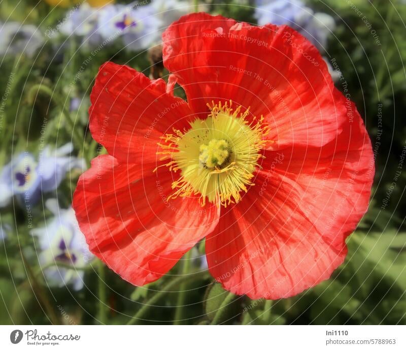 Opened flower of the Iceland poppy Nature Spring Plant perennial poppy plant papaver Papaver nudicaule bare-stemmed open flower orange yellow ovary stamens