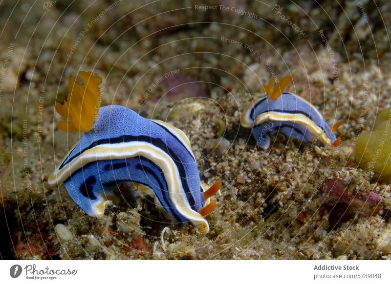 Chromodoris annae exploring the ocean floor nudibranch sea slug marine underwater wildlife aquatic creature blue yellow seabed colorful nature detail vibrant