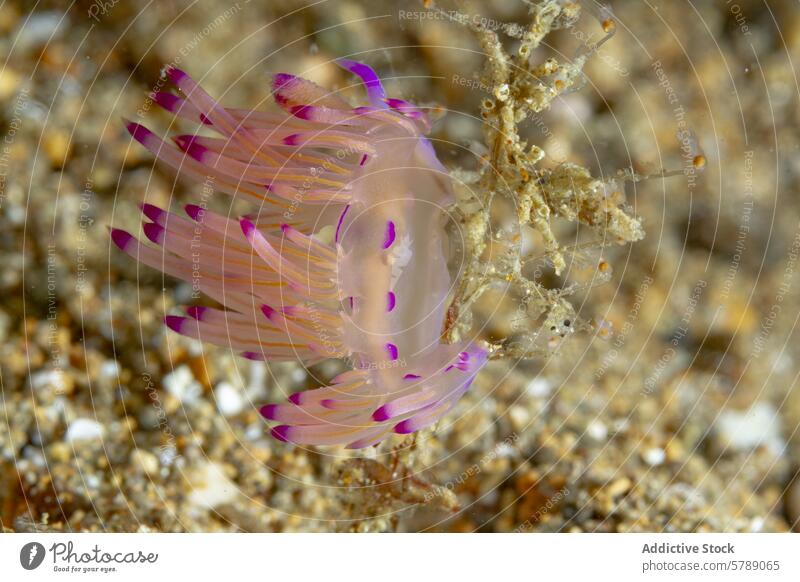 Vibrant Coryphella rubrolineata on sandy ocean floor nudibranch underwater marine sea slug cerata colorful marine biology aquatic tentacle purple pink texture