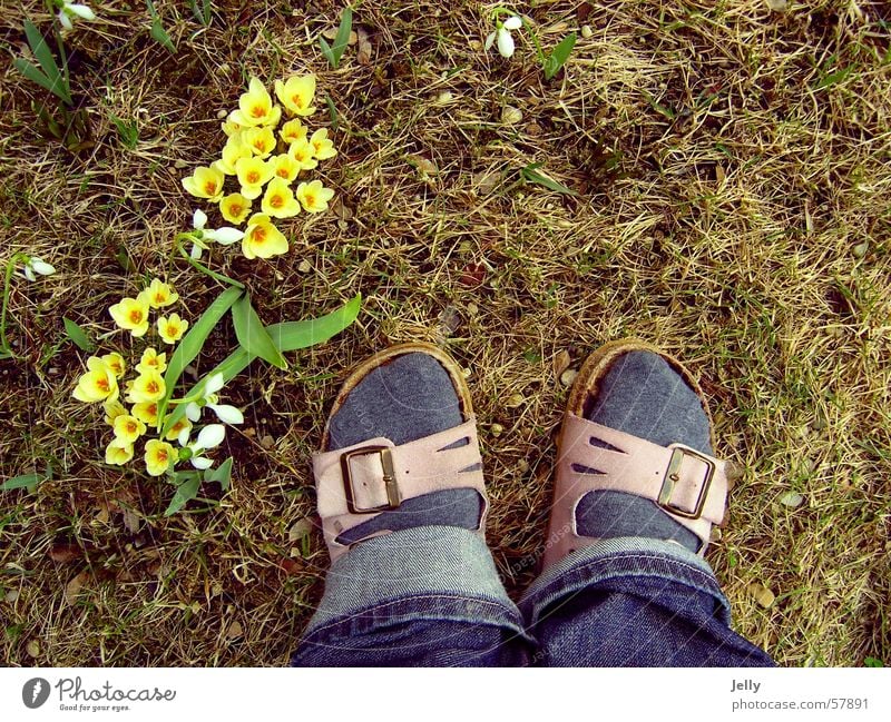 first steps into spring Slippers Spring Crocus Yellow Meadow Pebble Feet Lawn Stone