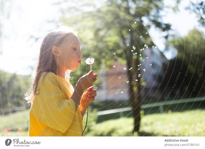 Young Girl Blowing Dandelion in Sunny Park girl young child dandelion blow seeds dispersing sunlit park peaceful yellow nature spring daylight sunny outdoors