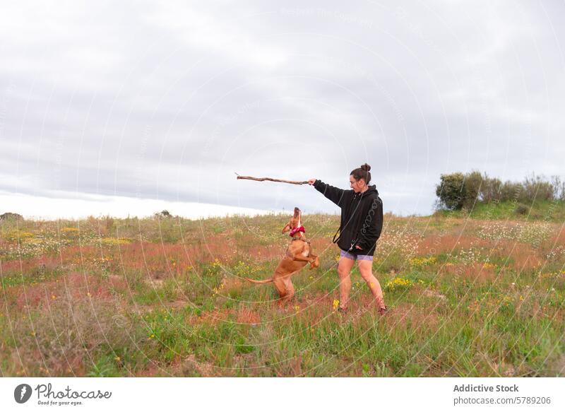 Joyful playtime in the meadow with mixed breed dog woman fetch stick countryside field vizsla animal pet joy playful outdoor nature grass sky leisure activity