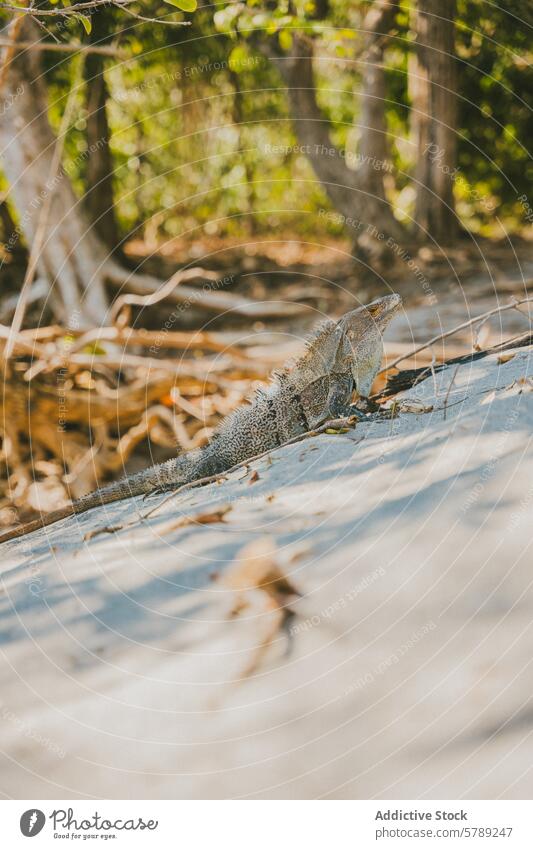 Iguana basking in Costa Rican tropical forest iguana wild costa rica sunny wildlife nature reptile blend surroundings warm day outdoors environment natural