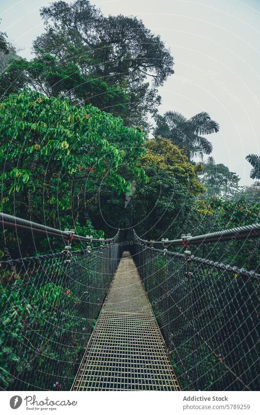 Misty suspension bridge in Costa Rican jungle costa rica rainforest greenery mist adventure exploration lush serene empty pathway nature tropical travel tourism
