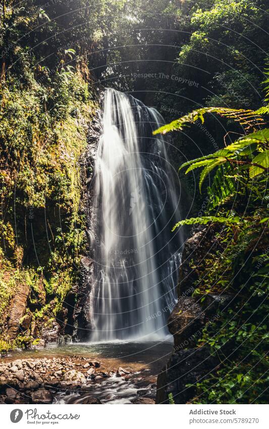 Tranquil Waterfall in Lush Costa Rican Jungle waterfall costa rica jungle tropical serene cascade paradise nature green foliage forest natural scenic travel