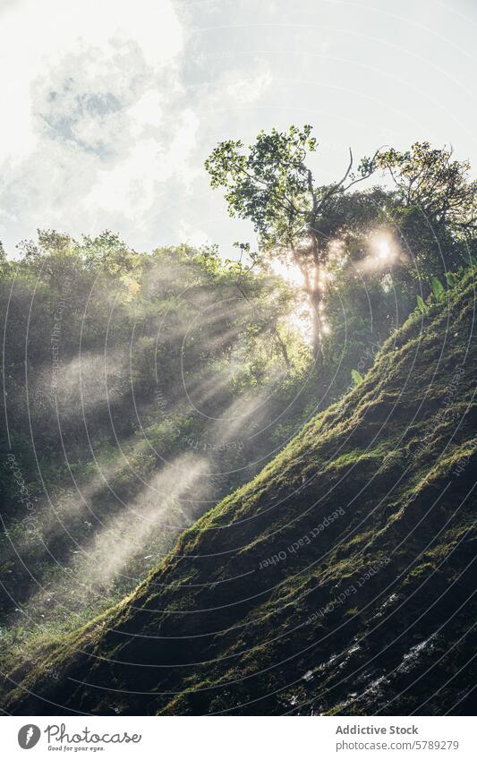 Sunbeams Piercing Through Mist in Costa Rican Forest sunbeam mist forest costa rica sunlight greenery tree nature ethereal tropical rainforest ray foliage