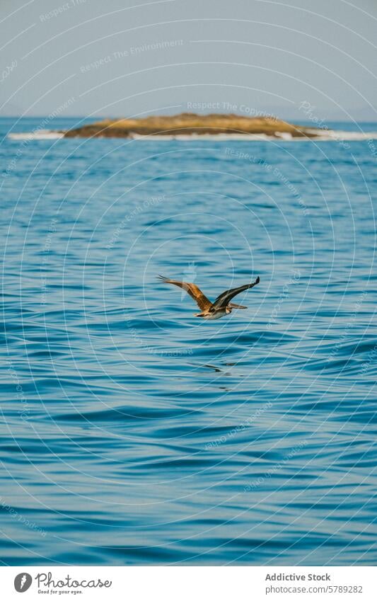 Frigatebird soaring over Costa Rican waters frigatebird costa rica ocean blue glide flight wildlife nature tranquil sea coast coastal island blurred background