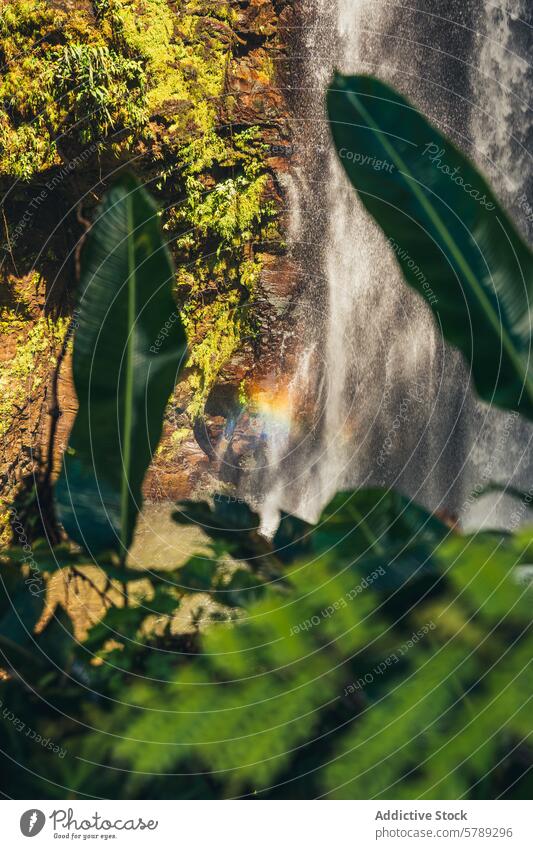 Tropical waterfall with rainbow in Costa Rica costa rica tropical foliage lush mist sunny green vegetation nature landscape natural travel tourism destination