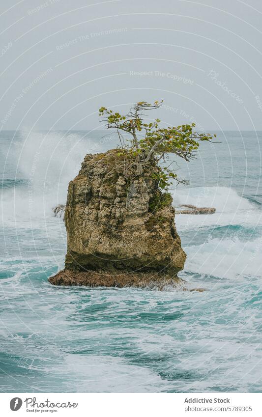 Solitary tree on a rocky outcrop in Costa Rican waters costa rica wave coast nature isolated rugged ocean sea shore natural scenic landscape outdoor coastline