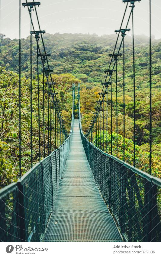 Suspension bridge amidst lush Costa Rican jungle suspension bridge costa rica rainforest foliage adventure tranquility path dense nature verdant green travel