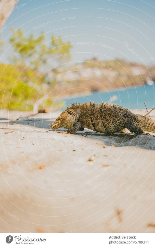 Iguana prowling on sandy beach in Costa Rica iguana costa rica wildlife reptile natural environment tropical water sea coastline animal nature outdoors day