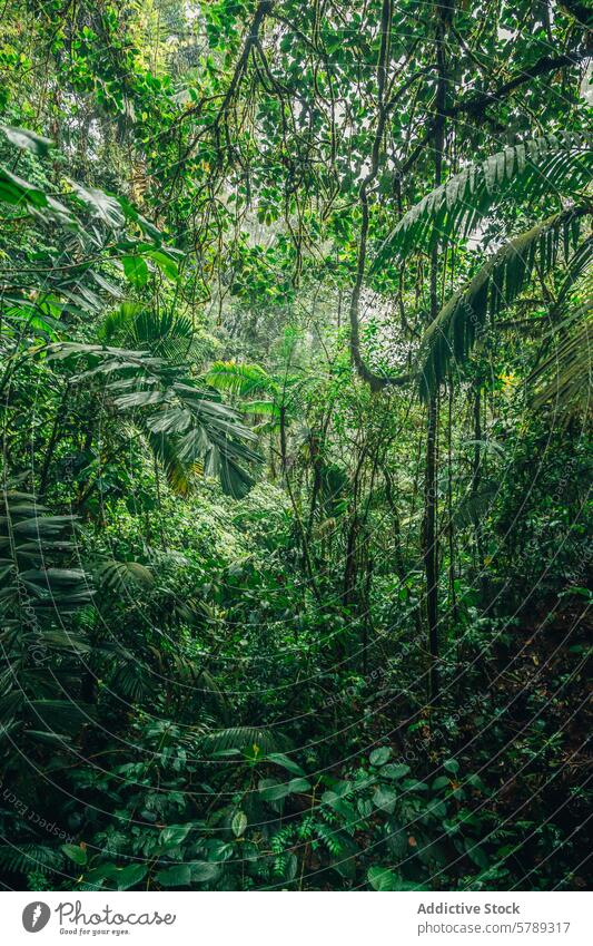 Dense Costa Rican Rainforest Ecosystem rainforest costa rica tropical jungle flora lush greenery vegetation biodiversity ecosystem natural wild dense nature