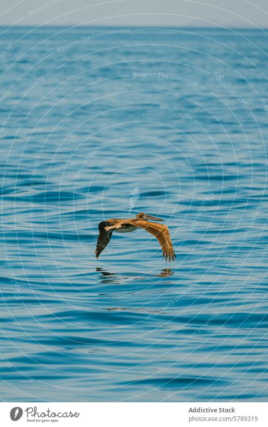 Pelican flying over serene Costa Rican waters costa rica pelican bird flight glide blue wave coast nature wildlife sea ocean tranquility serenity elegance