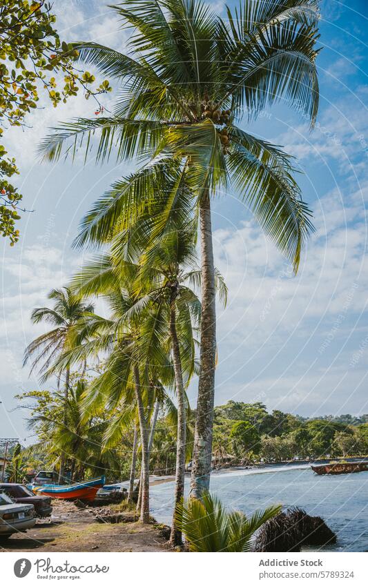 Serene Costa Rican Beach with Palm Trees and Boats costa rica beach palm tree boat tranquility coastline sand shore water clear sky tropical serene nature
