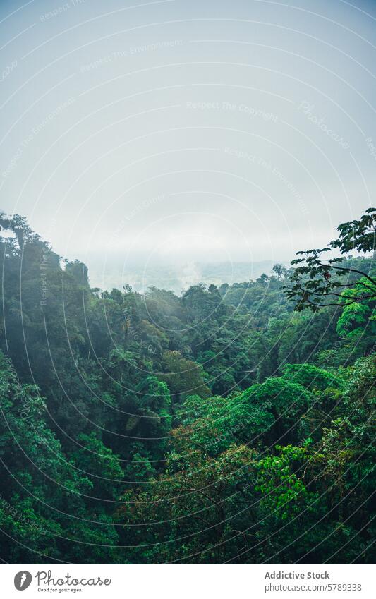 Misty Costa Rican Rainforest Canopy costa rica rainforest misty landscape nature serene greenery lush tropical central america foliage natural environment