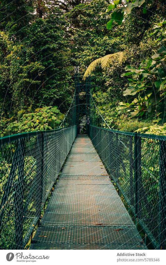 Suspension bridge in the heart of the Costa Rican jungle suspension bridge costa rica greenery forest lush walkway canopy tropical nature outdoor travel