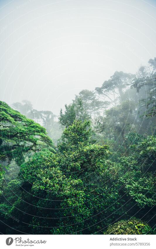 Misty Costa Rican rainforest landscape costa rica mist green nature tranquil lush foliage tree tropical central america outdoors natural environment eco